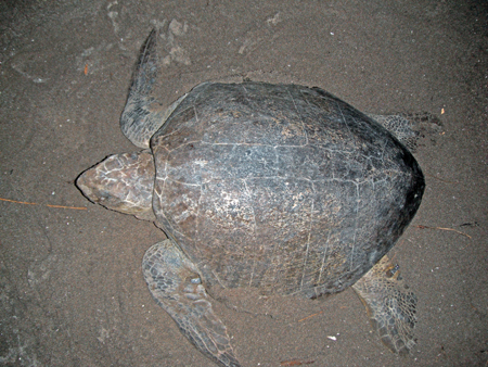 Olive Ridley